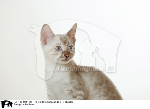Bengal K�tzchen / Bengal Kitten / RR-104478