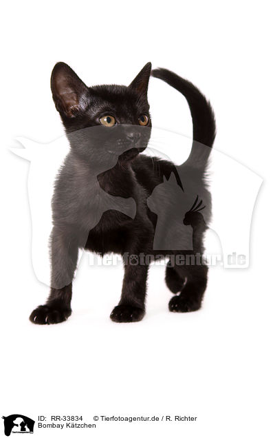 Bombay K�tzchen / bombay kitten / RR-33834