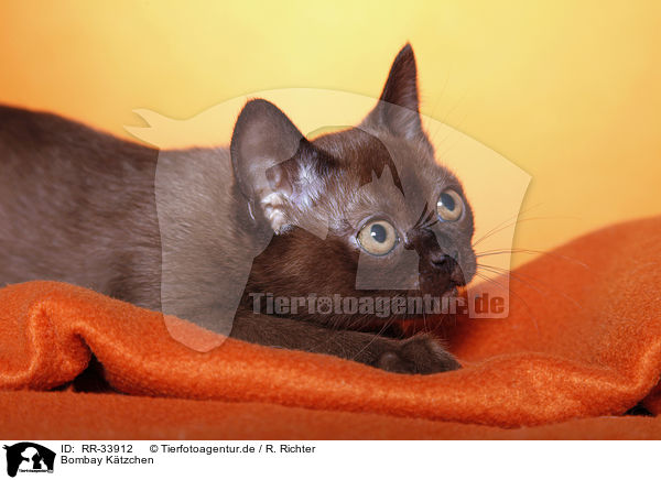 Bombay K�tzchen / bombay kitten / RR-33912