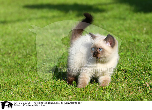 Britisch Kurzhaar K�tzchen / British Shorthair kitten / SS-32796