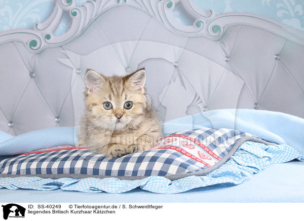 liegendes Britisch Kurzhaar K�tzchen / lying British Shorthair Kitten / SS-40249