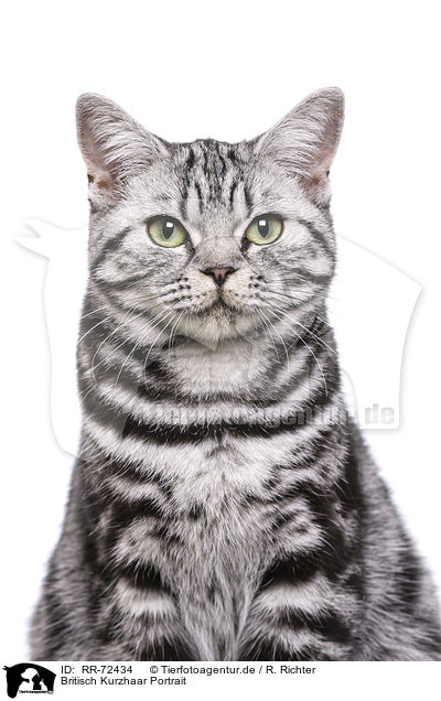 Britisch Kurzhaar Portrait / British Shorthair Portrait / RR-72434