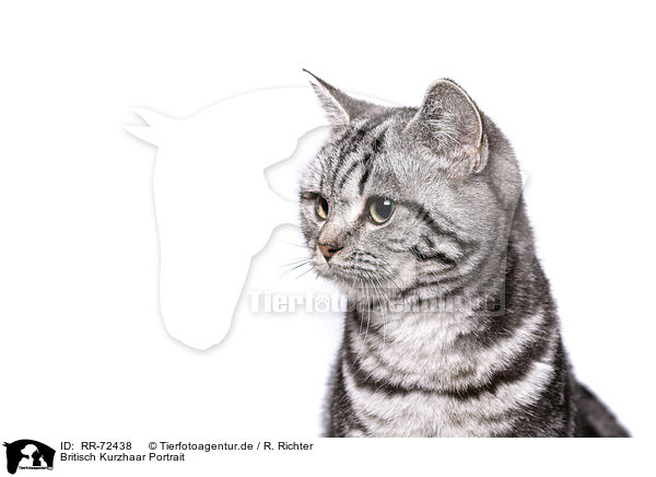 Britisch Kurzhaar Portrait / British Shorthair Portrait / RR-72438