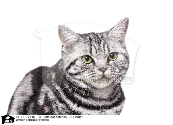 Britisch Kurzhaar Portrait / British Shorthair Portrait / RR-72446
