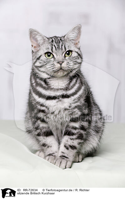 sitzende Britisch Kurzhaar / sitting British Shorthair / RR-72634