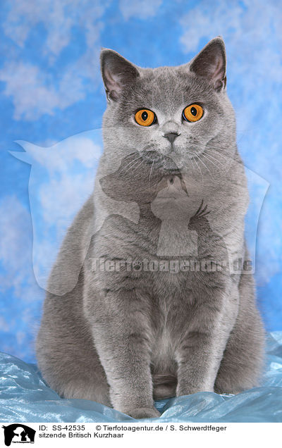 sitzende Britisch Kurzhaar / SS-42535