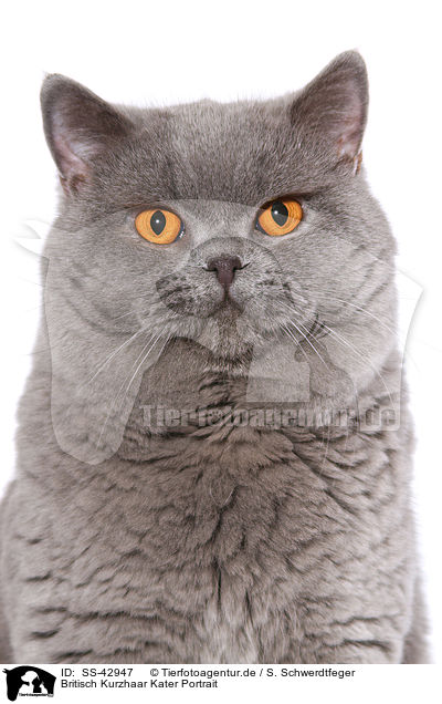 Britisch Kurzhaar Kater Portrait / SS-42947