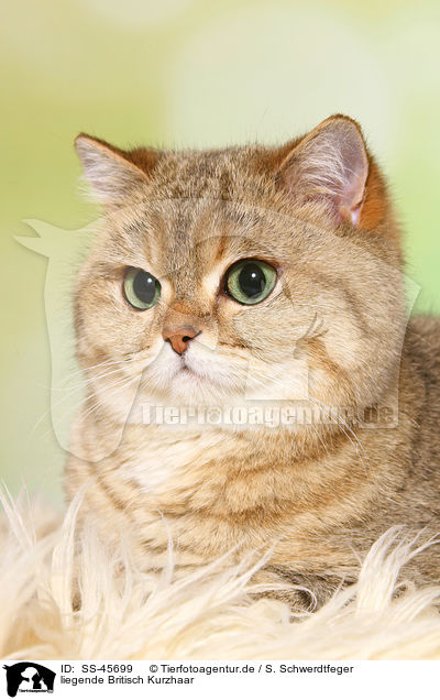 liegende Britisch Kurzhaar / lying British Shorthair / SS-45699