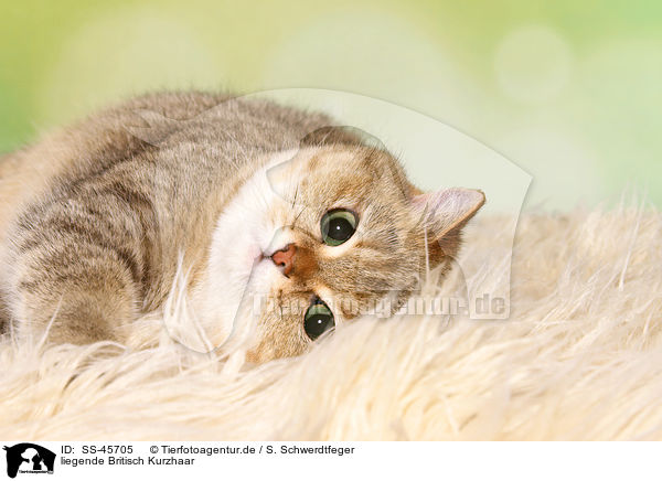 liegende Britisch Kurzhaar / lying British Shorthair / SS-45705