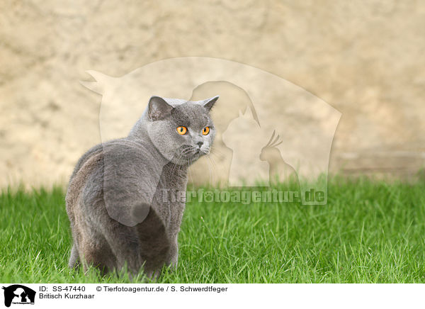 Britisch Kurzhaar / British Shorthair / SS-47440
