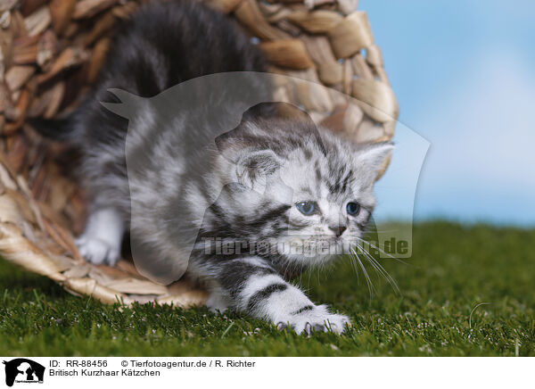 Britisch Kurzhaar K�tzchen / British Shorthair Kitten / RR-88456