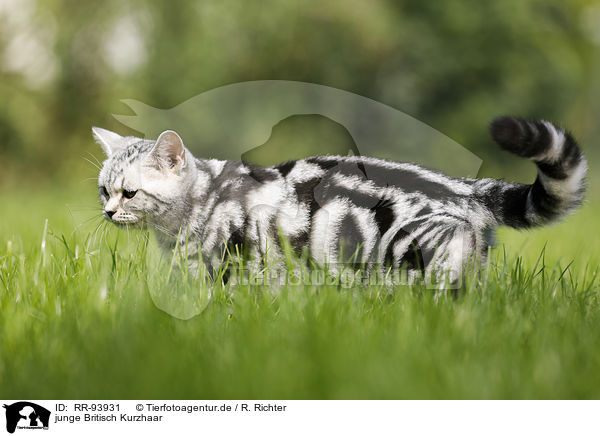 junge Britisch Kurzhaar / young British Shorthair / RR-93931
