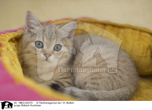junge Britisch Kurzhaar / young British Shorthair / HBO-02270