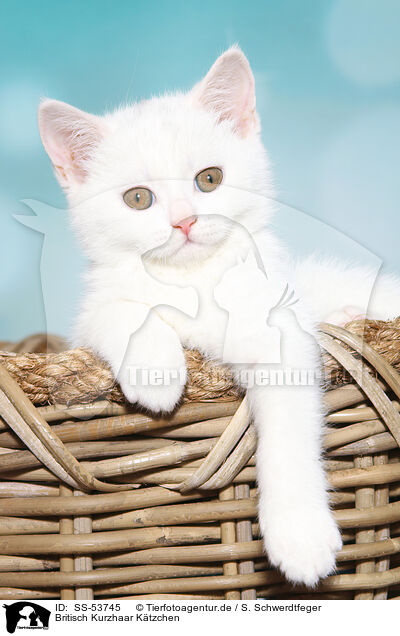 Britisch Kurzhaar K�tzchen / British Shorthair Kitten / SS-53745
