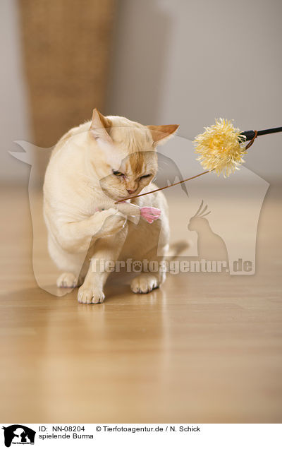 spielende Burma / playing Burmese Cat / NN-08204