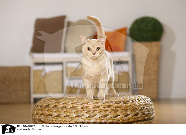 stehende Burma / standing Burmese Cat / NN-08213