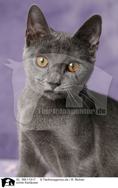 echte Kart�user / Chartreux / RR-11517