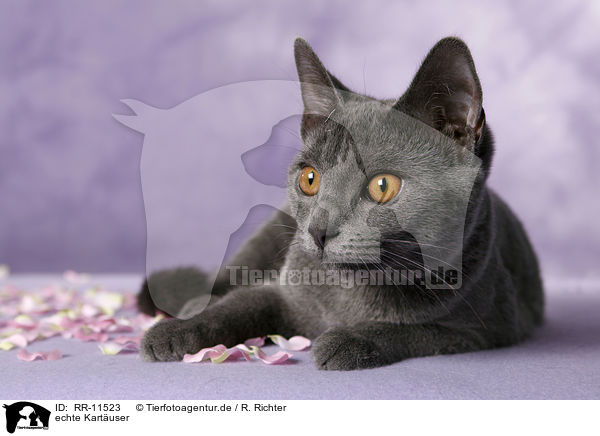 echte Kart�user / Chartreux / RR-11523