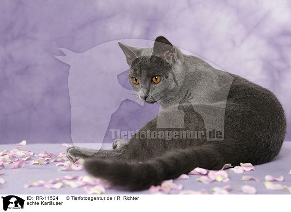 echte Kart�user / Chartreux / RR-11524