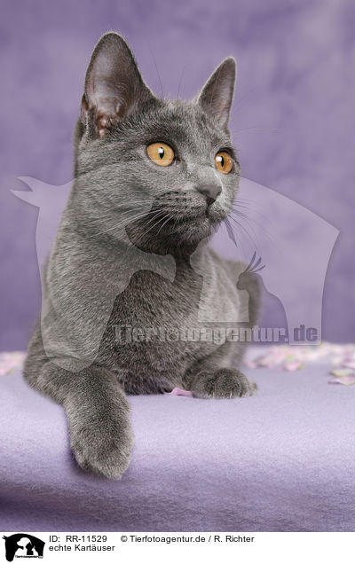 echte Kart�user / Chartreux / RR-11529