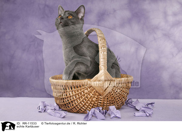 echte Kart�user / Chartreux / RR-11533