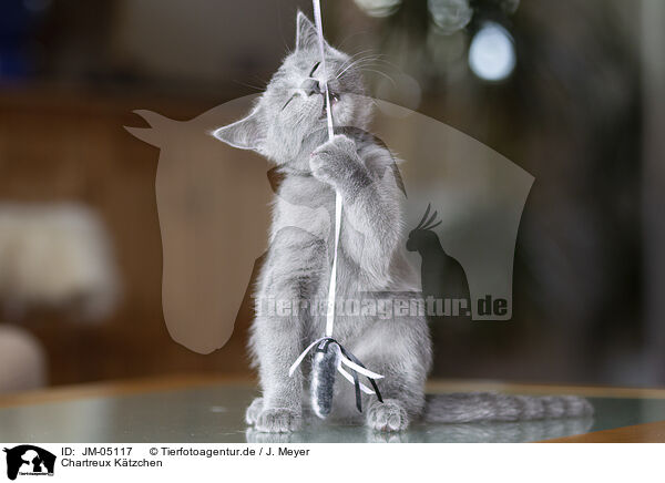 Chartreux K�tzchen / Chartreux kitten / JM-05117