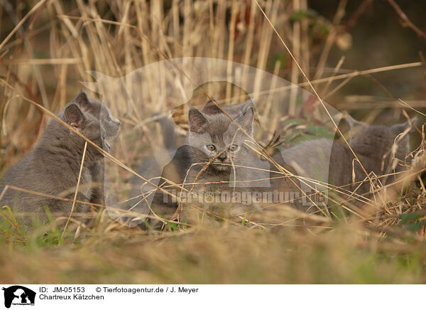 Chartreux K�tzchen / Chartreux kitten / JM-05153