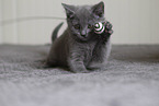 Chartreux K�tzchen