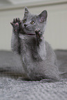 Chartreux K�tzchen