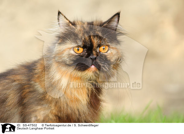 Deutsch Langhaar Portrait / German Longhair Cat Portrait / SS-47502