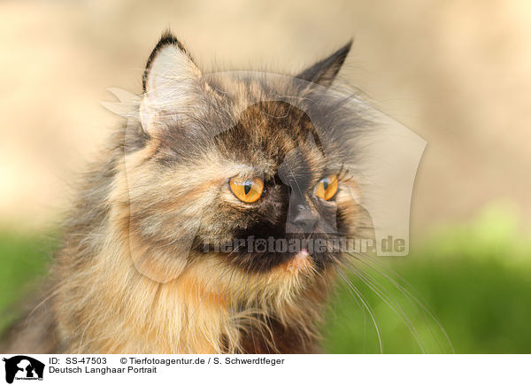 Deutsch Langhaar Portrait / German Longhair Cat Portrait / SS-47503