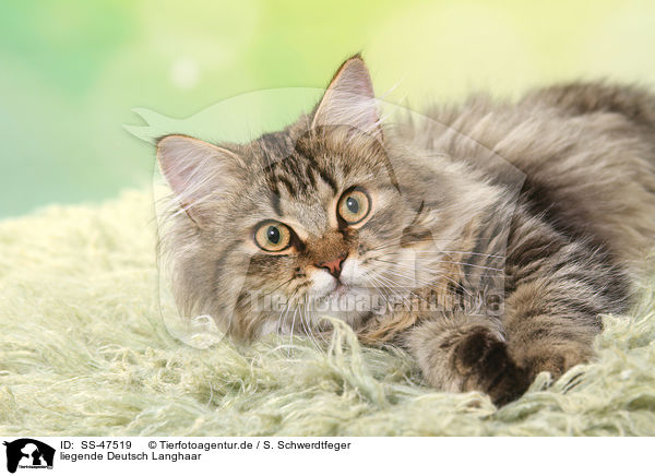 liegende Deutsch Langhaar / lying German Longhair Cat / SS-47519