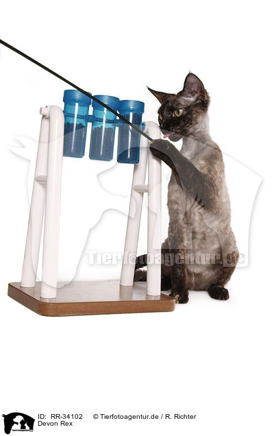 Devon Rex / Devon Rex / RR-34102