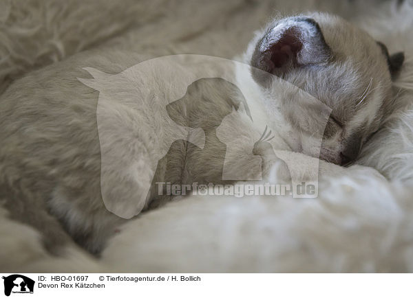Devon Rex K�tzchen / Devon Rex Kitten / HBO-01697