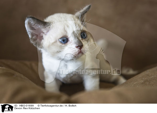 Devon Rex K�tzchen / Devon Rex Kitten / HBO-01699