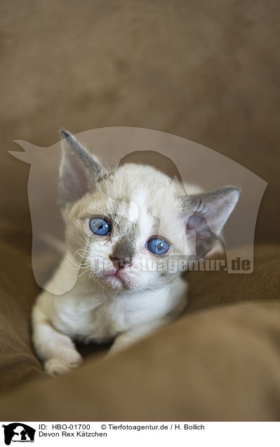 Devon Rex K�tzchen / Devon Rex Kitten / HBO-01700