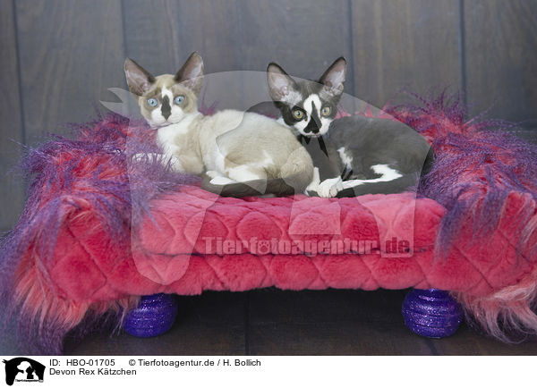 Devon Rex K�tzchen / Devon Rex Kitten / HBO-01705