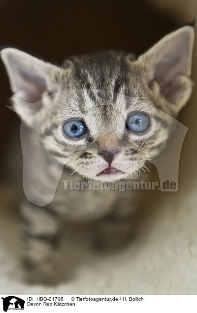 Devon Rex K�tzchen / Devon Rex Kitten / HBO-01706