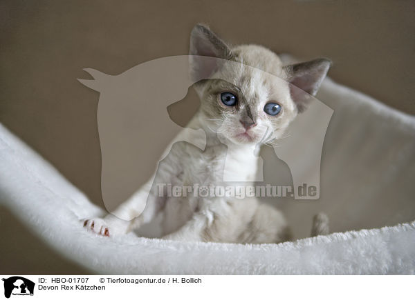 Devon Rex K�tzchen / Devon Rex Kitten / HBO-01707
