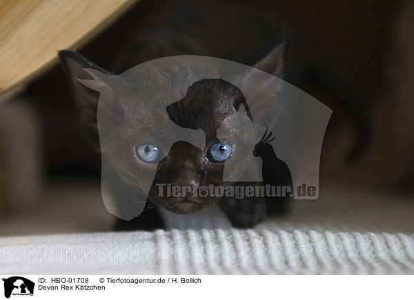 Devon Rex K�tzchen / Devon Rex Kitten / HBO-01708