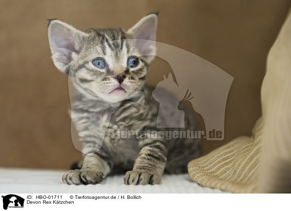 Devon Rex K�tzchen / Devon Rex Kitten / HBO-01711