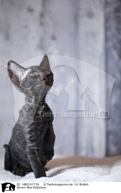 Devon Rex K�tzchen / Devon Rex Kitten / HBO-01716
