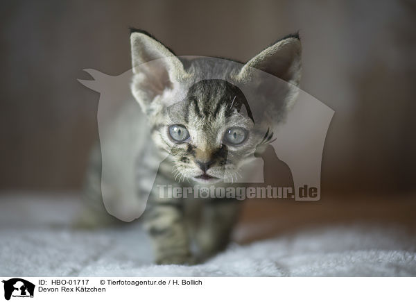 Devon Rex K�tzchen / Devon Rex Kitten / HBO-01717