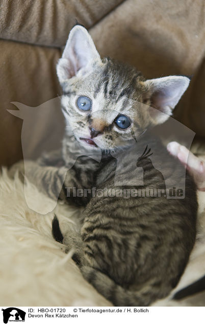 Devon Rex K�tzchen / Devon Rex Kitten / HBO-01720