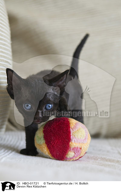 Devon Rex K�tzchen / Devon Rex Kitten / HBO-01721