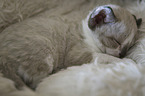 Devon Rex K�tzchen