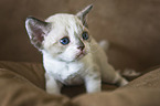 Devon Rex K�tzchen