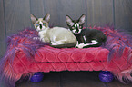 Devon Rex K�tzchen