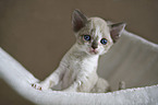 Devon Rex K�tzchen