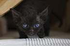 Devon Rex K�tzchen